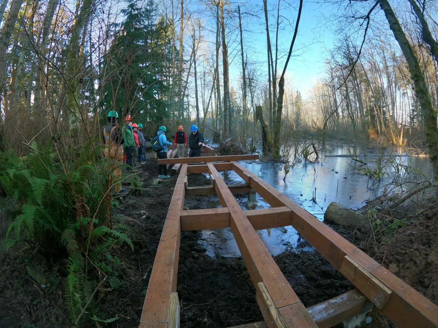 trail crew working on constructing boardwalk near wetlands. Surrounded by trees and blue skies.