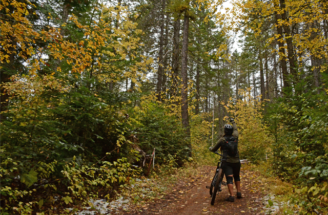 looking-at-trees_anna-roth.jpg looking-at-trees_anna-roth.jpg