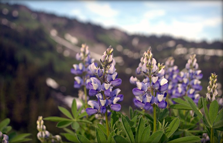 lupine_morgan huff.jpg