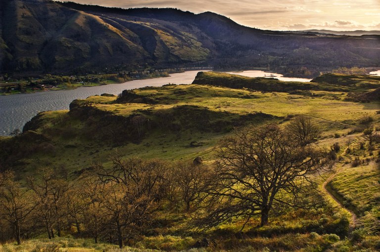 Lyle Cherry Orchard by Heidi Walker.jpg