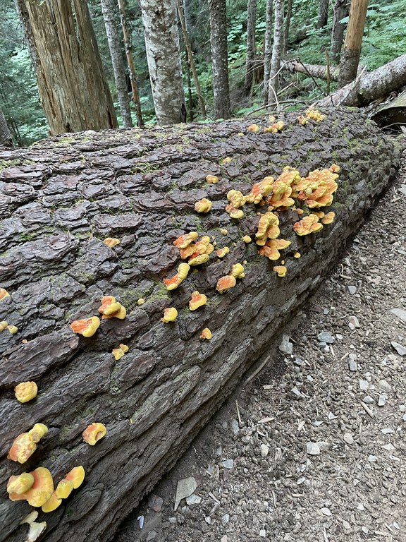 Mailbox Peak-Old Trail. Photo by Cryanho. Orange fungus popping out of the bark of a fallen tree.