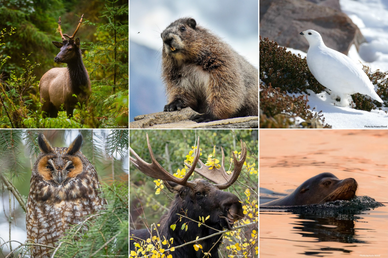 March Madness 2024 Washington Wildlife edition: elk, beaver, ptarmigan, owl, moose, sea lion. Photos by Chris Neir, Gil Aegerter, Gary Anderson, Angela Davis, Ariana Wood, Kylie Mihld.