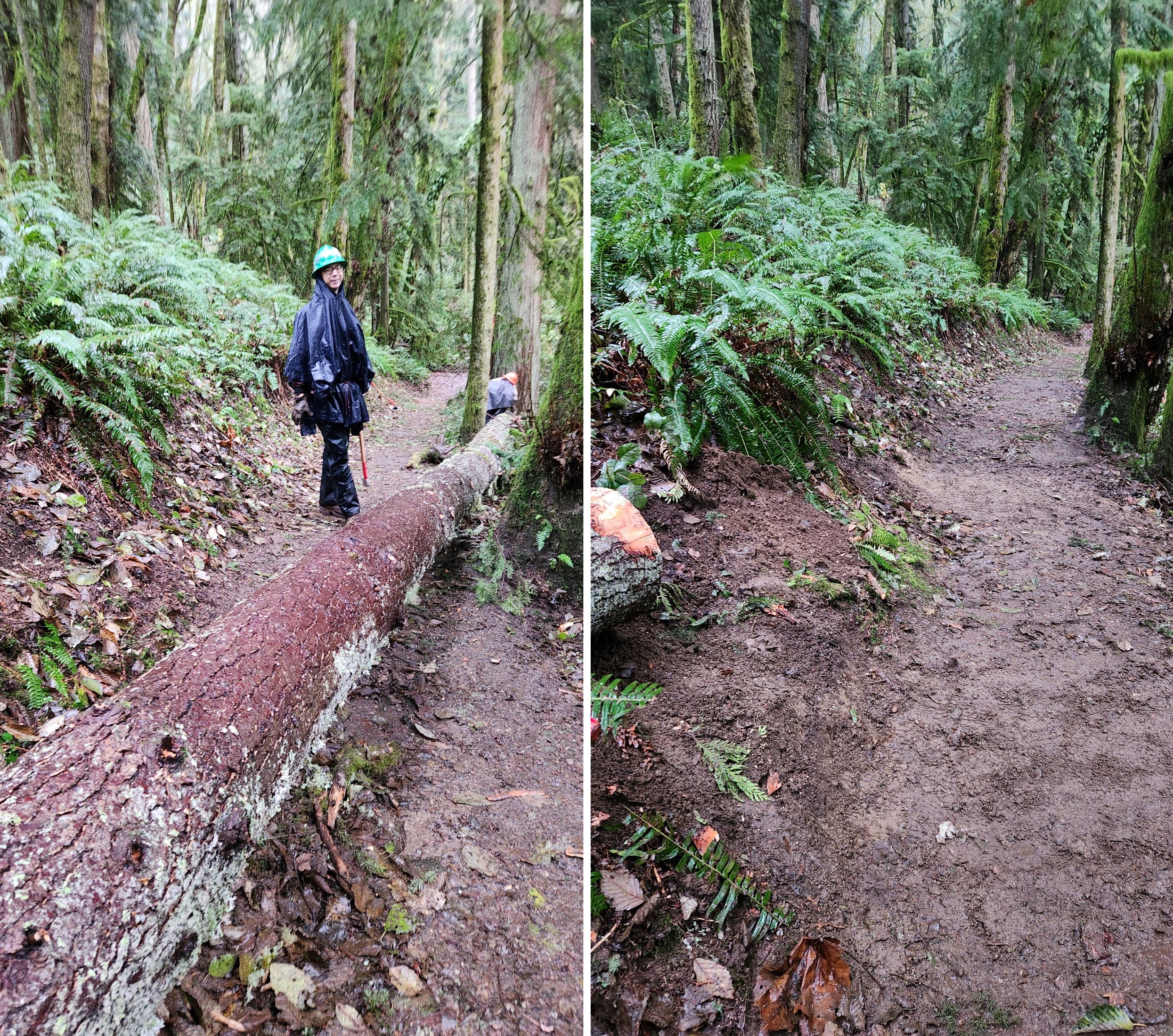 Before and after removal of a fallen tree on the Margaret's Way trail on Squak Mountain. Photos by Jane Futterman.
