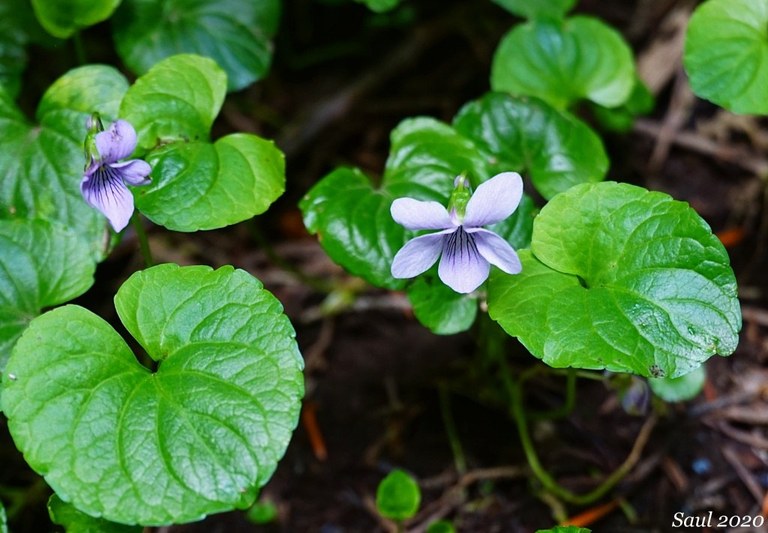 marsh violets_susan saul.jpeg