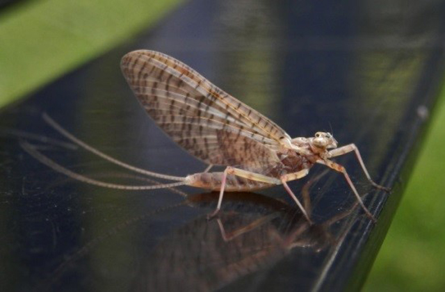 Mayfly.jpg
