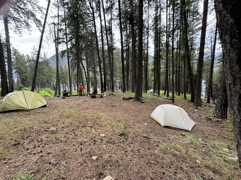 Two tents in an open area among pine trees.