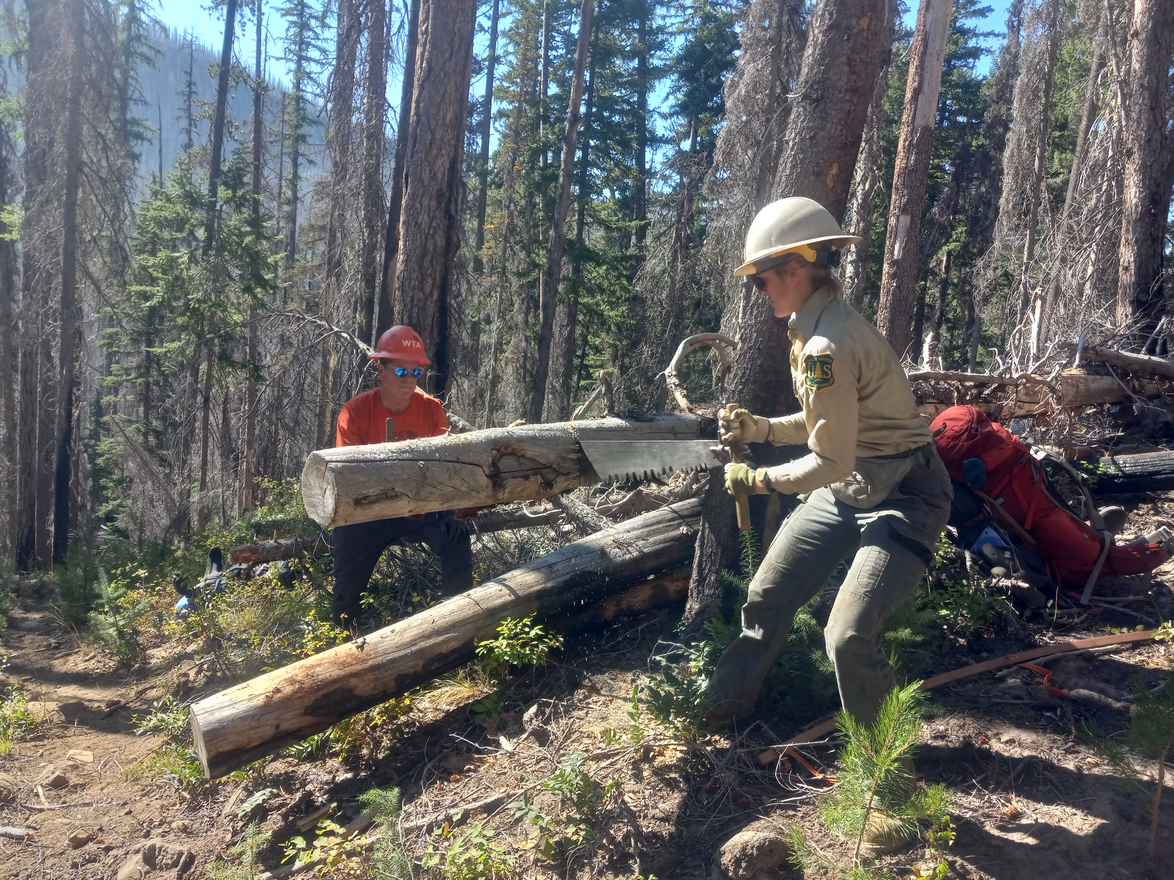 WTA trail crew and USFS staff work together to clear trails using a crosscut saw
