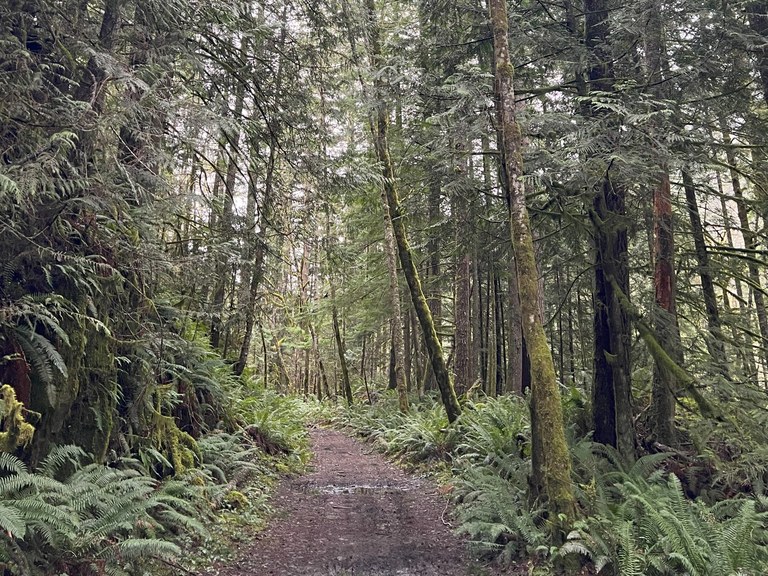 A forested trail to Melmont Ghost Town. Photo by James E.