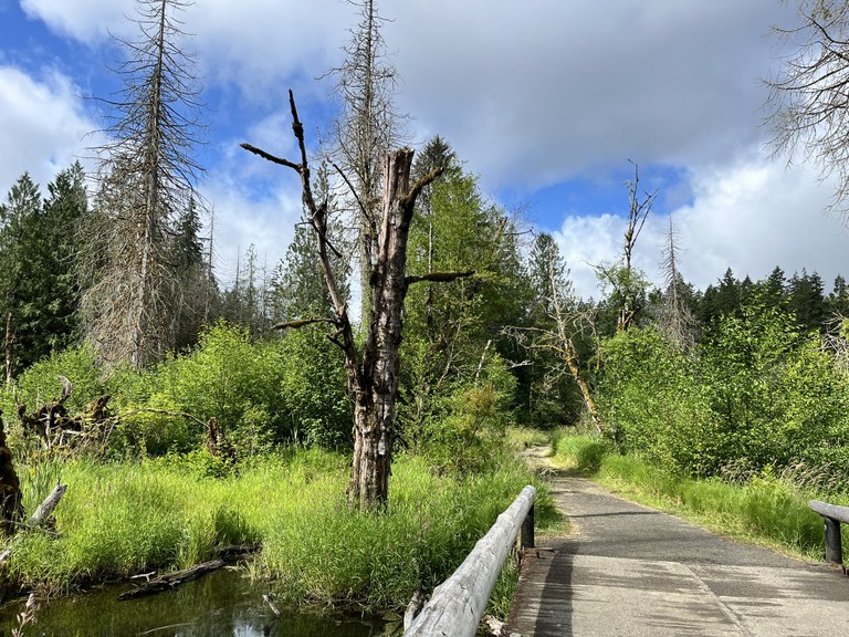 A bridge and a lot of greenery in Millersylvania State Park. Photo by StellarRae.