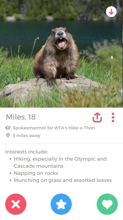 Miles A dating profile for Hike-a-Thon spokesperson, Miles the Marmot, who is clearly a fan of hiking.