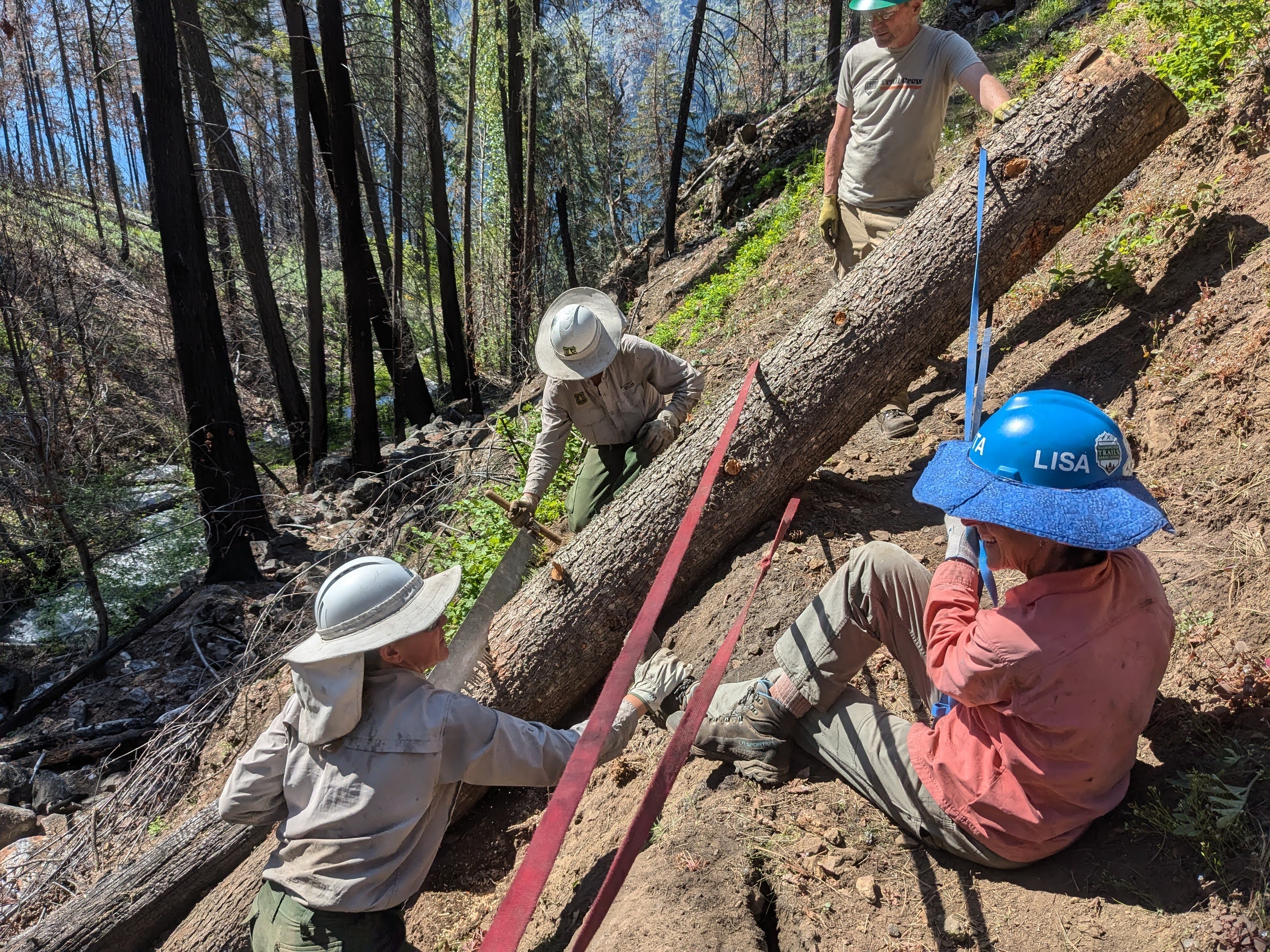 Forest Service staff saw a fallen tree while a WTA volunteer holds it with a strap
