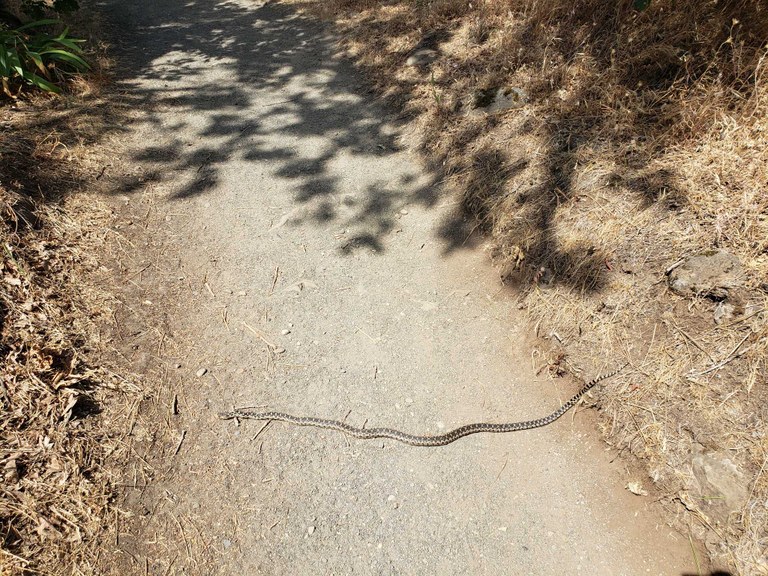 A very large garter snake on the Mosier Creek Falls and Mosier Plateau trail. Photo by nwroth. 
