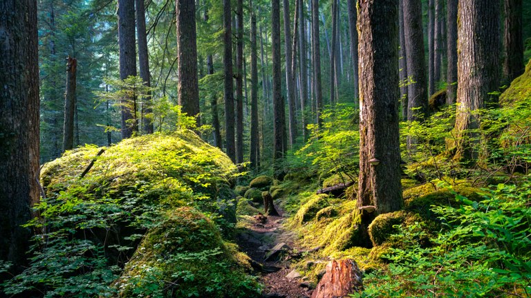 Mossy Olympic National Forest. Photo by Aaron Wilson. A forested trail covered in bright green moss. Photo by Aaron Wilson.