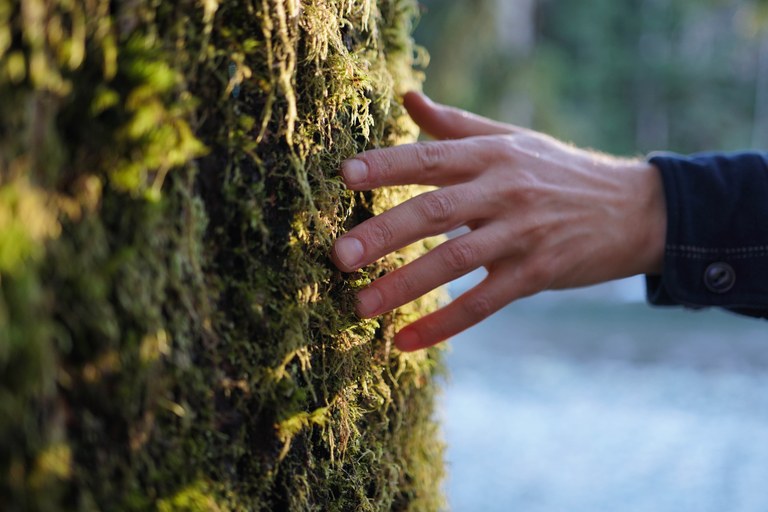 mossy tree britt le.jpg