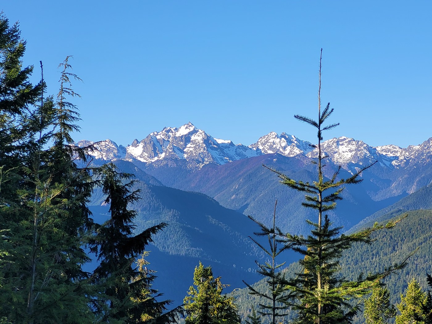 A few evergreen trees frame a view of snowy mountain peaks