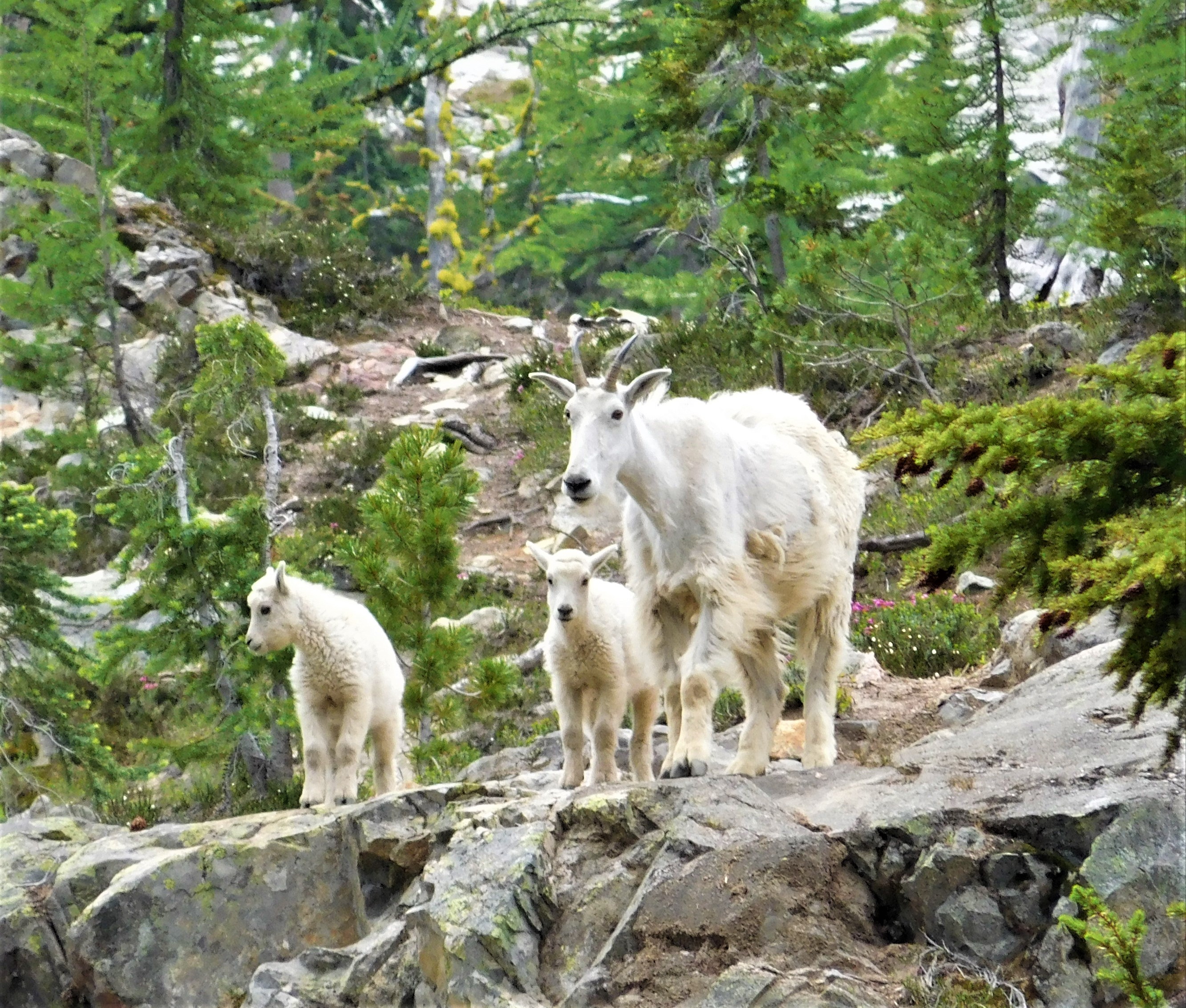 An adult mountain goat standing on rocks with two young goats by her side
