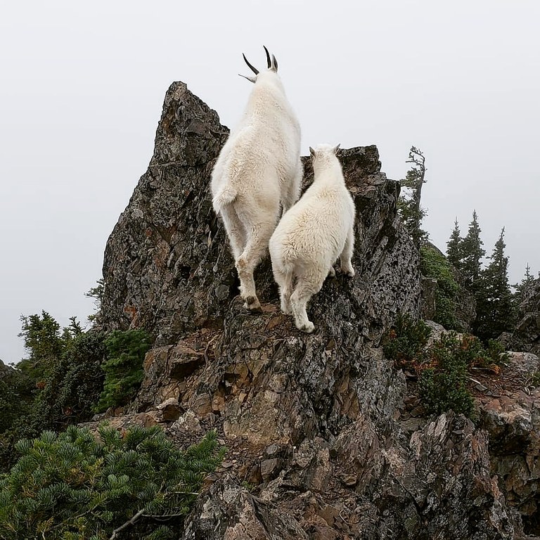 Mountain Goats. Photo by Gage DeRosia. Two mountain goats perch on a rock, looking away from the camera. Photo by Gage DeRosia.