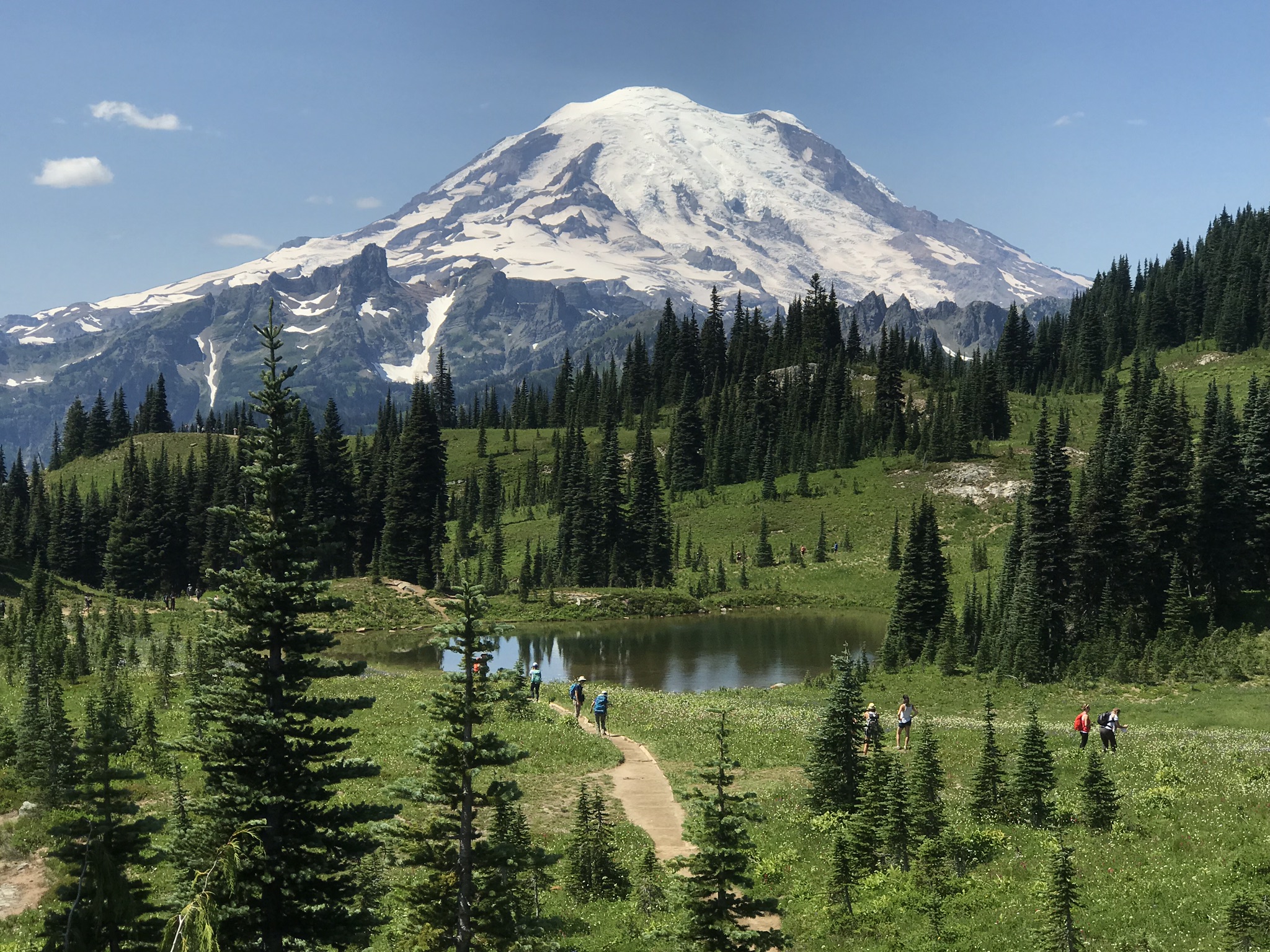Picture of hikers on trails, rolling hills, and pine trees in the foreground with Mount Rainier towering over this view in the background.