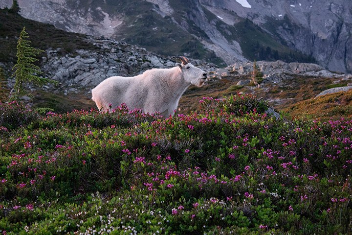 mtn goat gary paull smaller.jpg