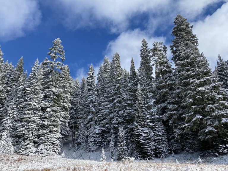 A wall of evergreen trees dusted with snow. 