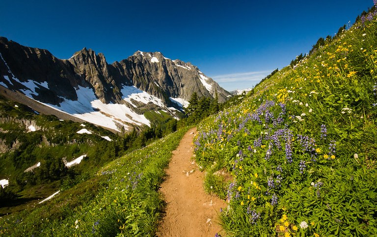 Wildflowers and views of mountains on the Cascade Pass trail in North Cascades National Park. Photo by Sathish Jothikumar.