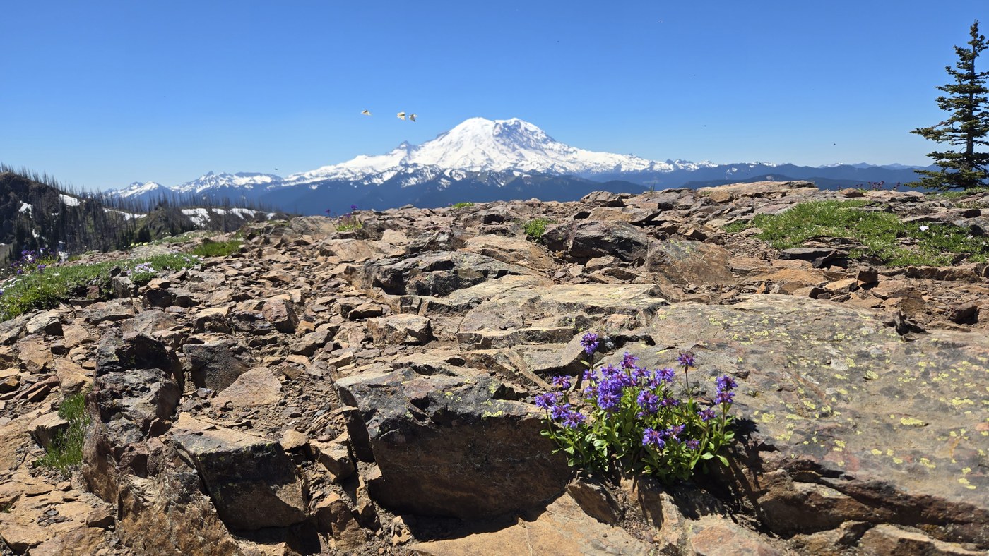 Mount Rainier on a bright, blue day sits behind a rocky landscape sprinkled with flowers