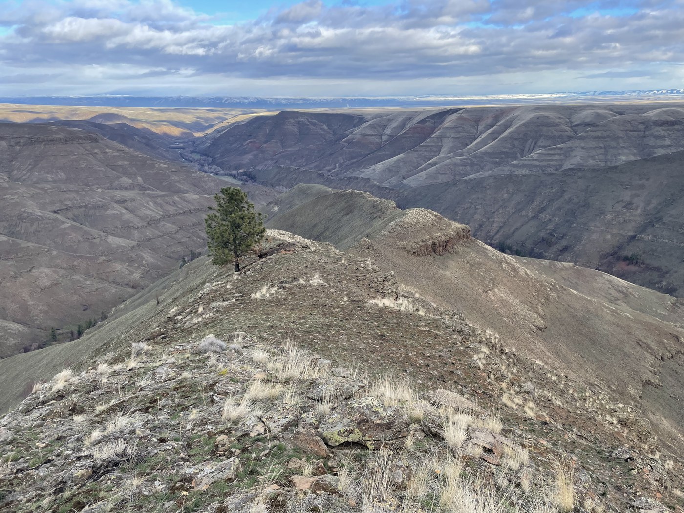 One tree grows on a ridge among rolling, sun-dappled mountains