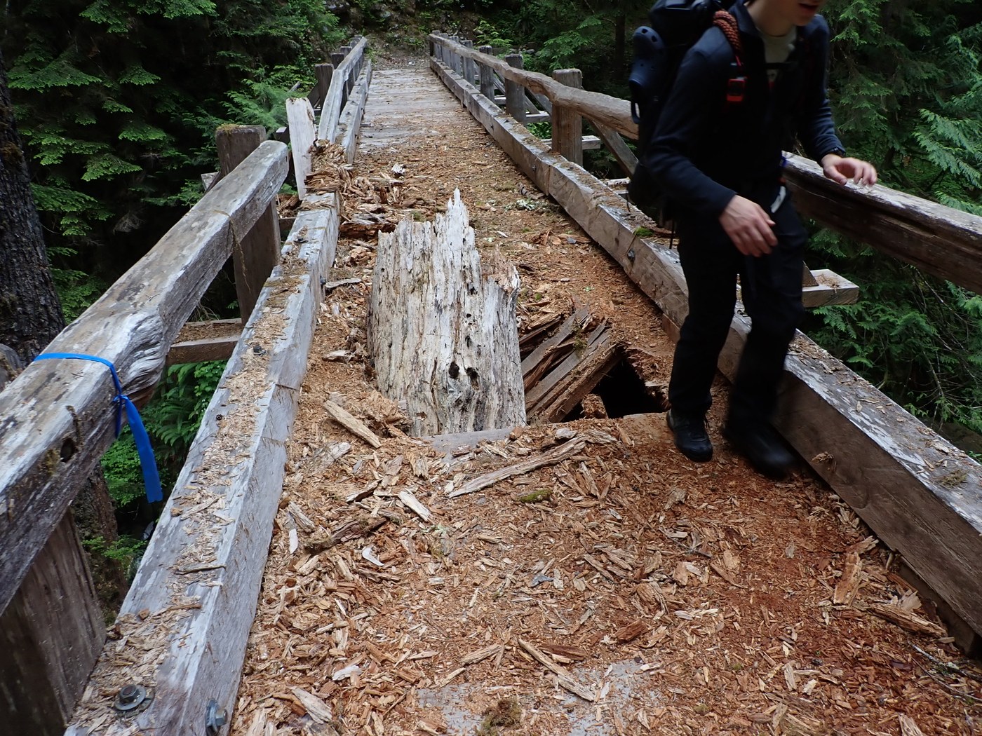 North Fork Quinault Trail damaged trail bridge by trip reporter rbiasell Hiker skirts a whole in a wooden trail bridge nearly as wide as the bridge itself