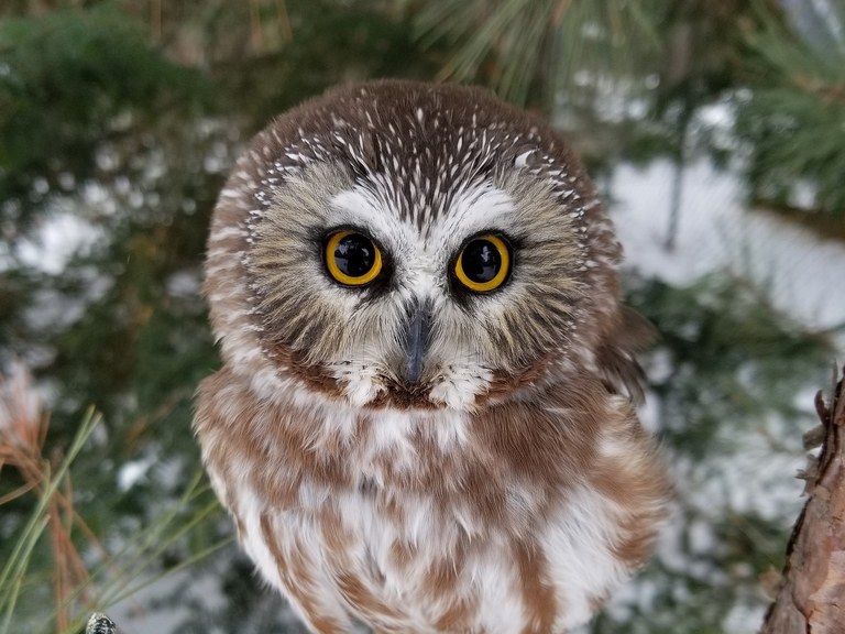 northern-saw-whet-pixabay.jpg