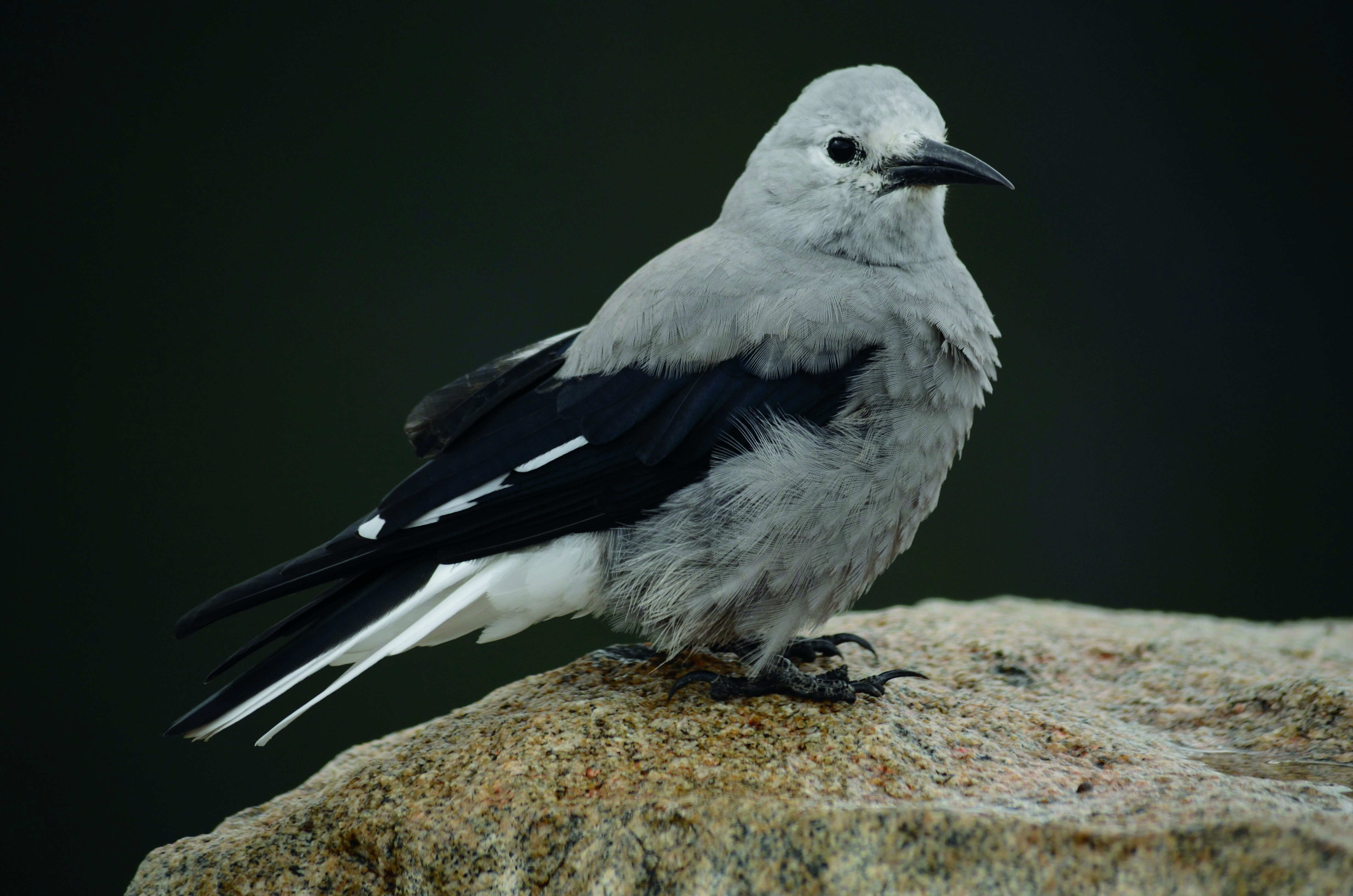 nutcracker_mordechai.JPG nutcracker_mordechai.JPG