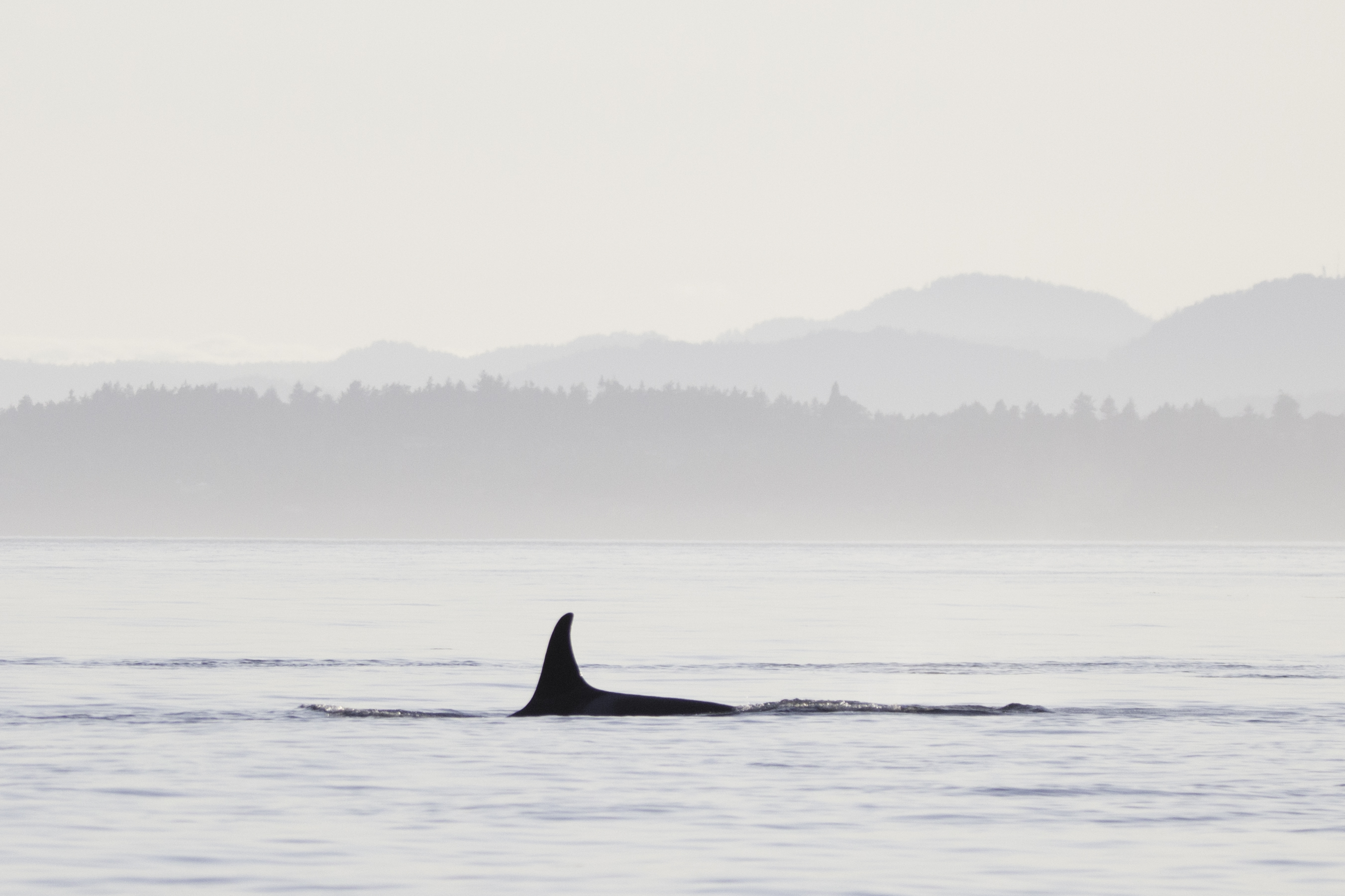 Orca dorsal fin on surface with pink sunset and layered mountains in the background
