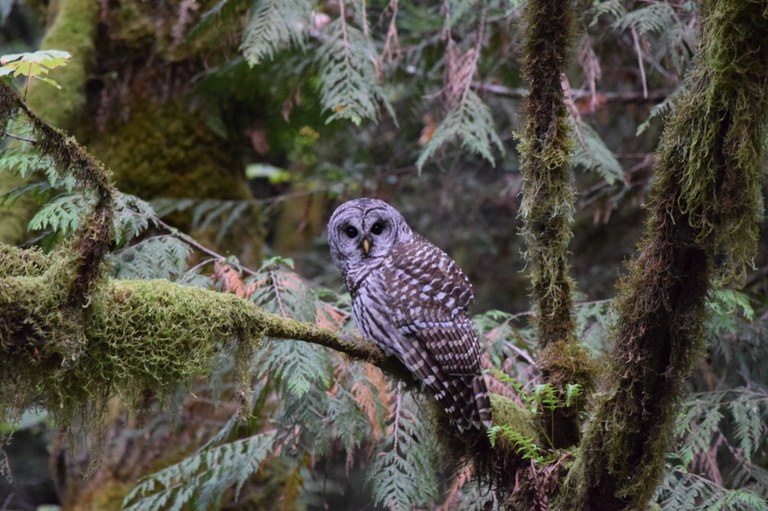 Barred owl in a tree in the Ueland Trail System. Photo by Andrew Schaffer.