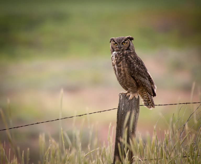 Owl. Photo - Scot Fitzgerald.jpg