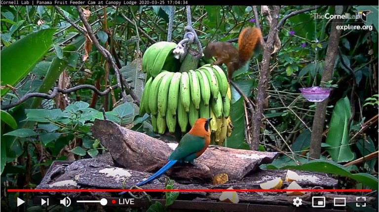 Panama fruit feeder webcam