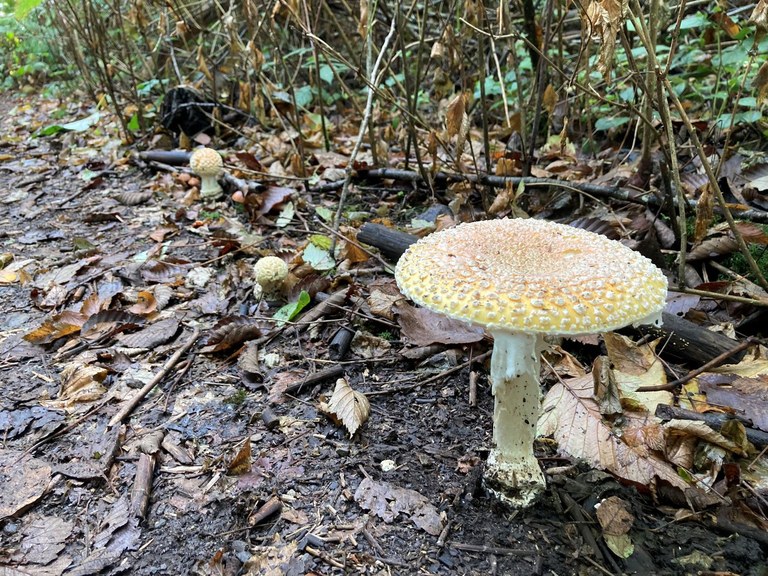 Paradise Valley Conservation Area. Photo by OtterTravelMore. A big white mushroom poking through leaf litter.