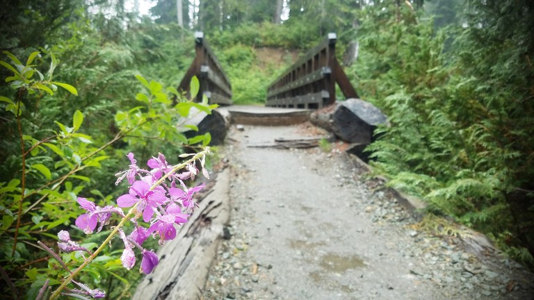 A bridge with pink fireweed growing along the trail.