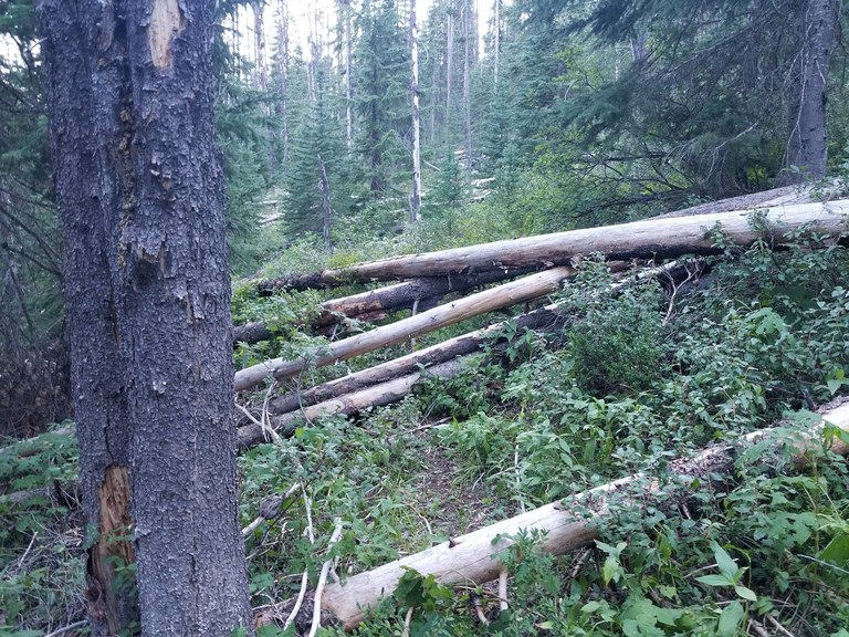 A series of trees down over a trail.