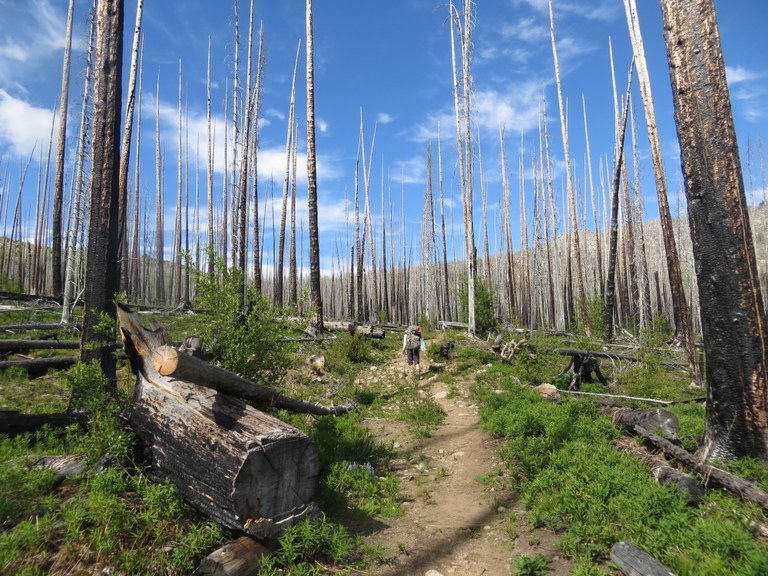 Pasayten Wilderness burn area. Susan Kostick. A hiker walks through a forest of blackened trees from a forest fire.