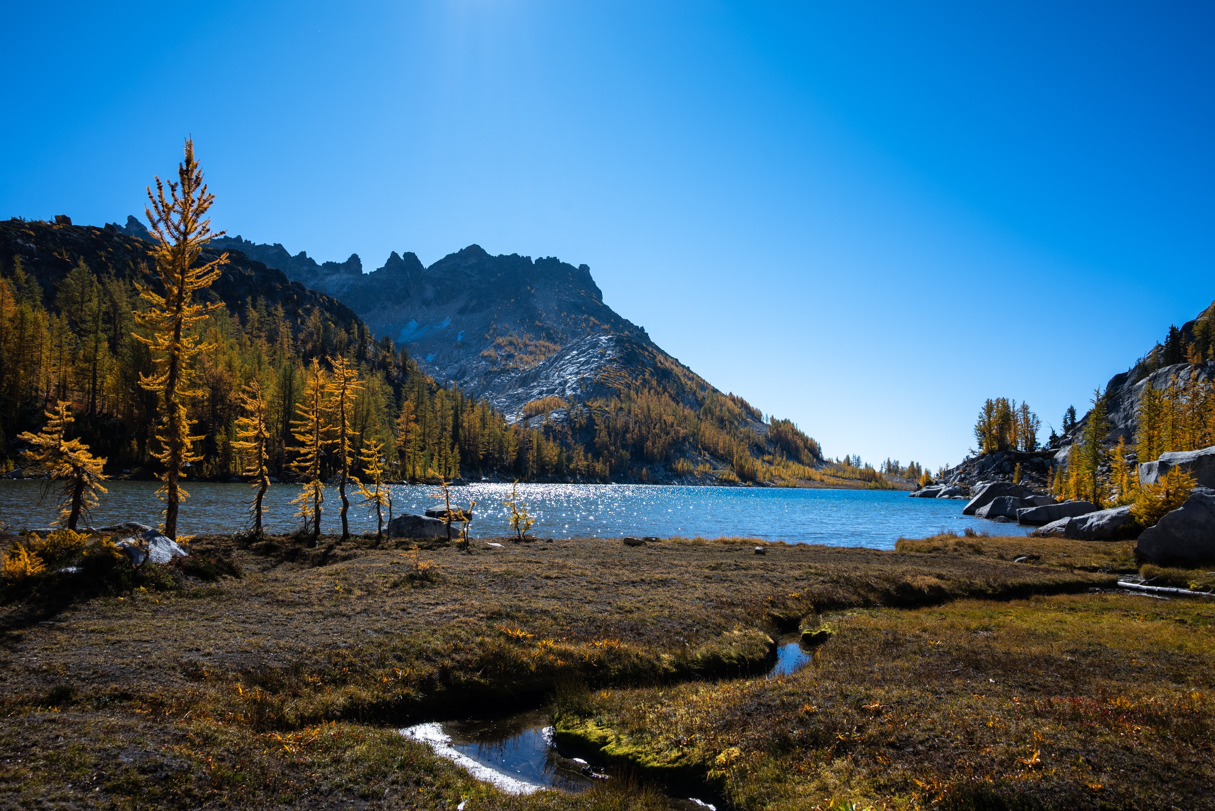 A sparkling alpine lake sits under a blue sky, lined with yellow larches and rugged peaks