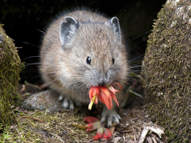 pikapaintbrush_marycampbell.jpg pikapaintbrush_marycampbell.jpg