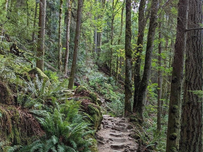 A rocky dirt trail heads slightly uphill through a forest.