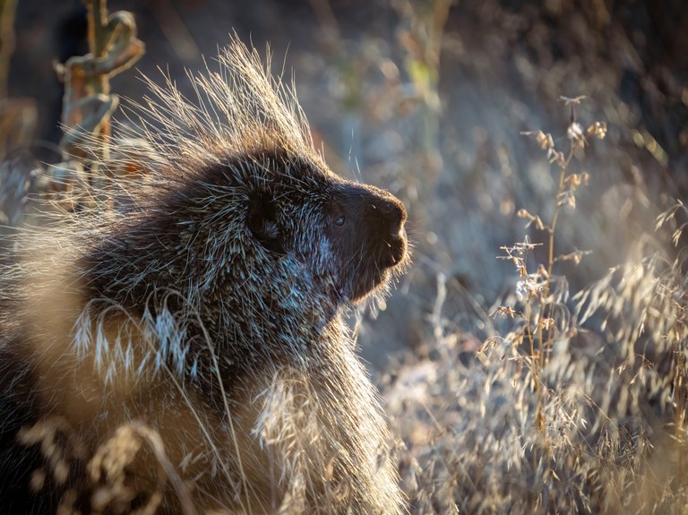 A pensive porcupine rests in the sun.