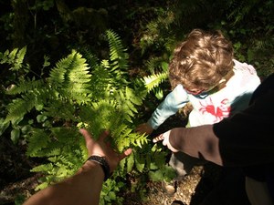 pretzel tree ferns web elderkin.jpg
