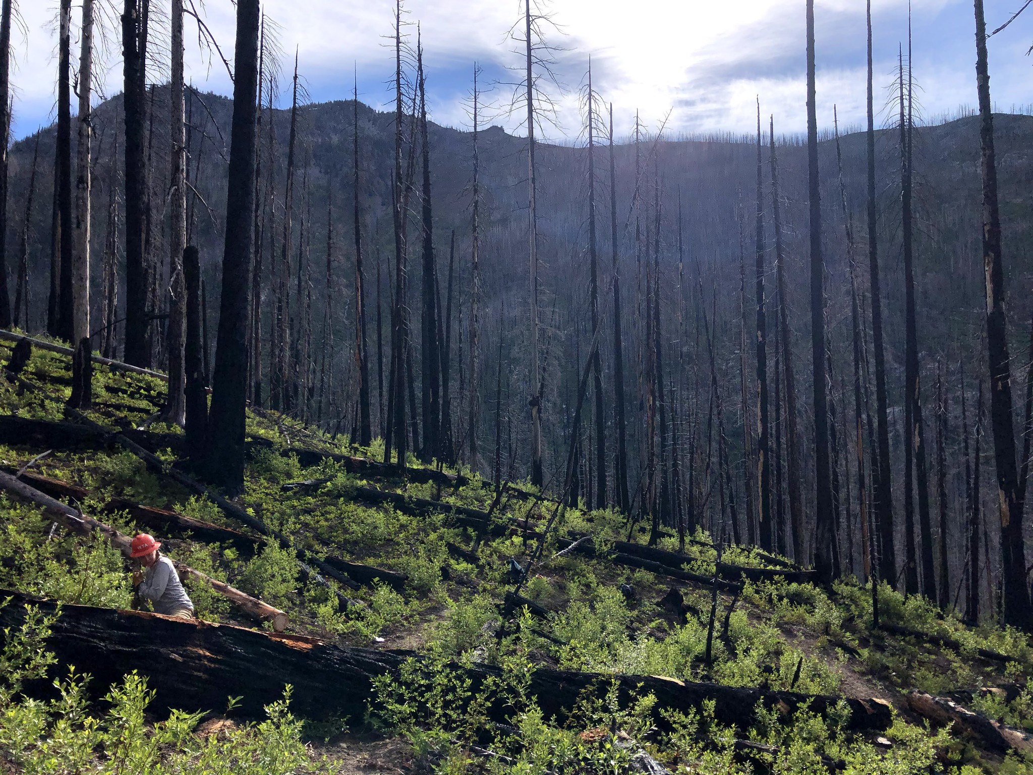 WTA pro crew repairs trail in the Entiat in June of 2021. Photo by Ginevra Moore