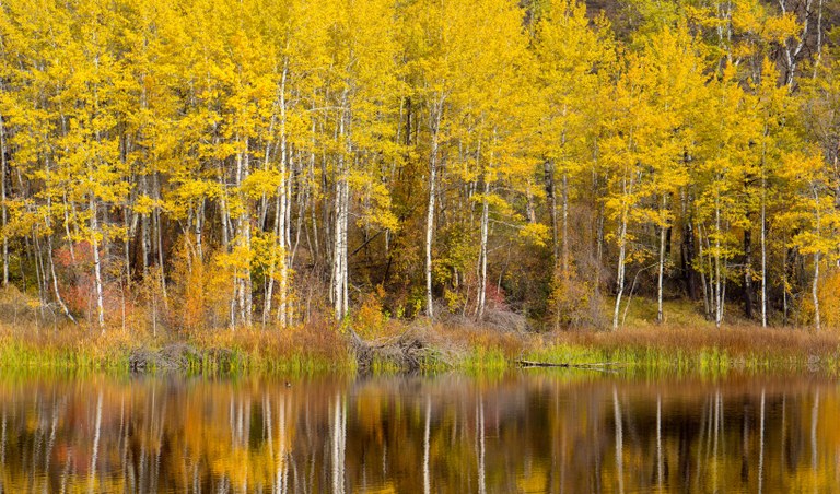 Quaking Aspen. Photo - Thomas Feeney.jpg