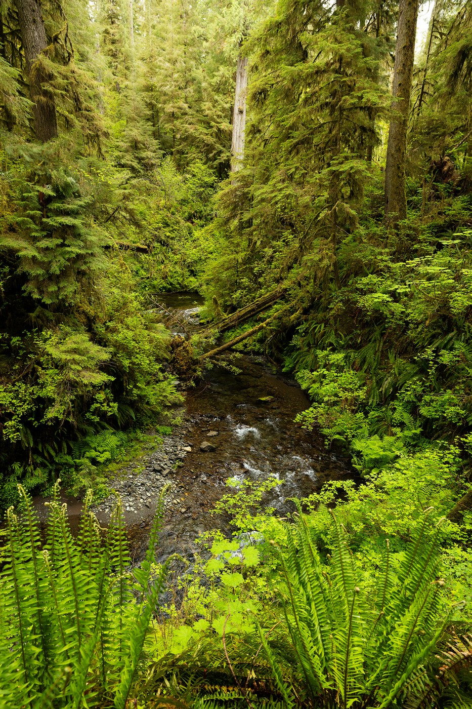 A river is surrounded by lush, bright green vegetation of all kinds