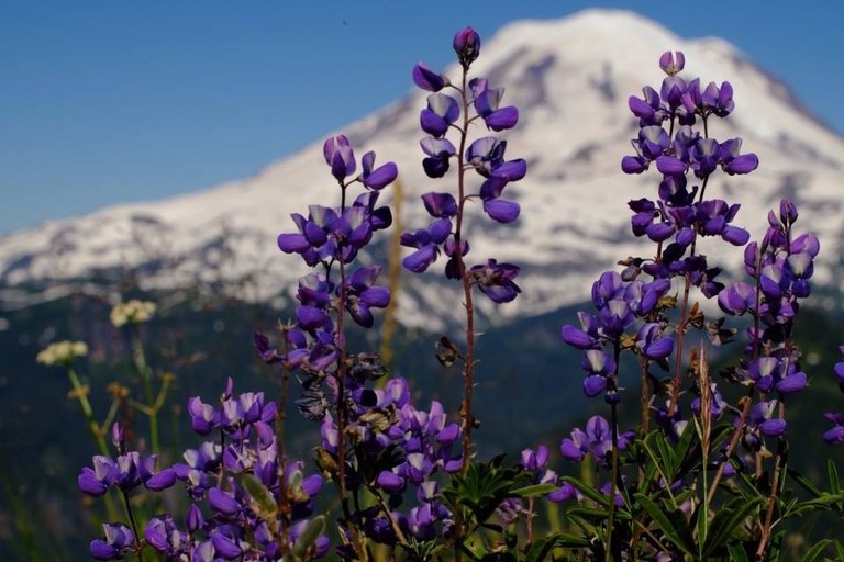 rainier Judith Klinke.jpg