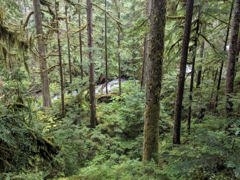 Props to rain for this lush greenery. Rainy day. Photo by Erika Haugen-Goodma.jpeg
