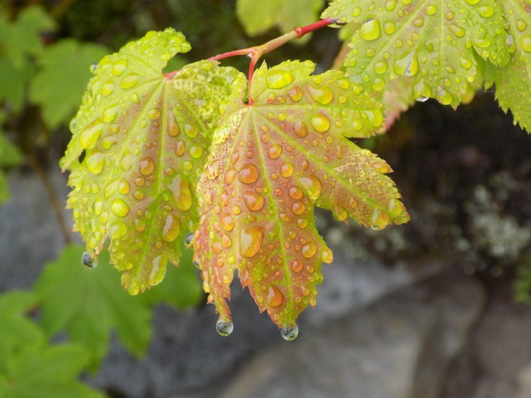 Rampart Ridge. Darla Ridilla. A maple leaf covered in raindrops.