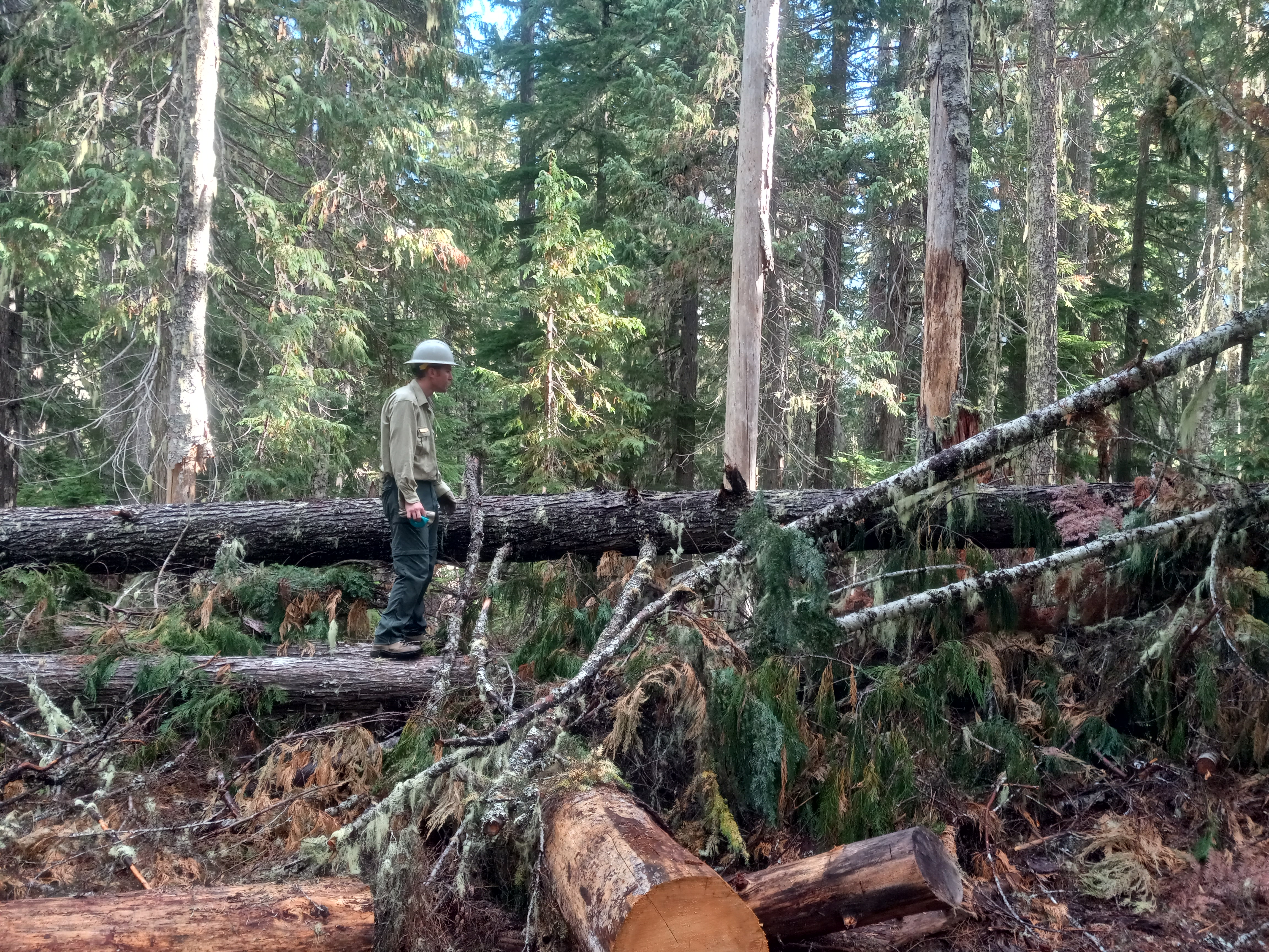 Forest Service ranger stands on a log to inspect an area where multiple fallen trees block the trail